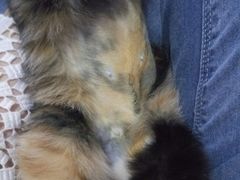 -芭比堂动物医院·犬猫全科·异宠专科(雁塔分院)