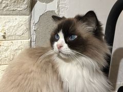 -平行世界·猫咖(首经贸店)
