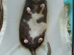 -桂林市花鸟市场