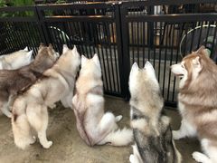 -TrueLove @ Neverland (Husky Cafe)