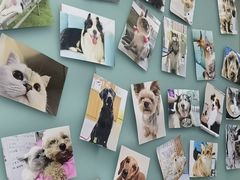 -爱妮康宠物医院·干细胞免疫细胞·肿瘤·心脏(张江店)