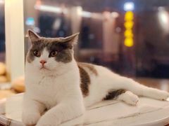 -Catmate·猫肥家润(金润铂宫店)
