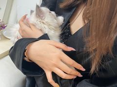 -lincat·猫舍(广州店)