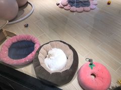 -momokira米努特·德文卷毛猫·棉花面纱犬