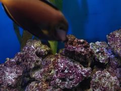 -芜湖新华联大白鲸海洋公园