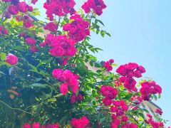 -无锡师范学校附属小学(学前街校区)