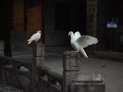 -西安大兴善寺