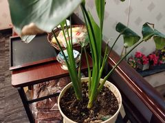 -若石足道SPA 连锁(丹东街店)