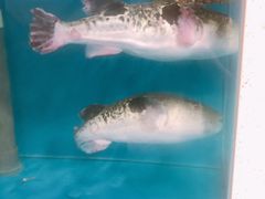 -天正河鲀·河豚亭(大连店)