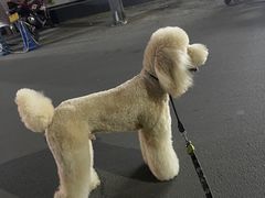 -宠物家(角门东店)