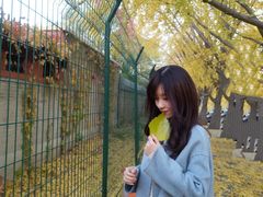 -三里屯东五街银杏大道