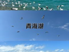 -青海湖国家重点风景名胜区