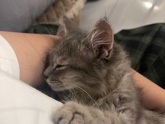 -楼上猫咖(罗湖店)