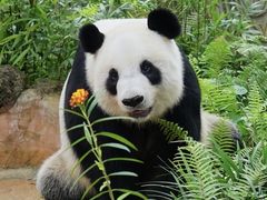 -海南热带野生动植物园