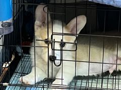 -猫尾侦探俱乐部·剧本杀·狼人杀