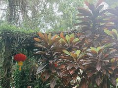 -海南热带野生动植物园