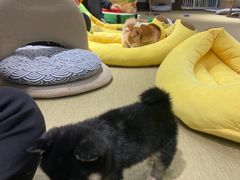 -逗柴咖啡屋·狗咖猫咖宠物桌游