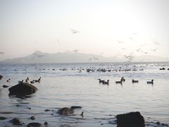-深圳湾公园(南山区)
