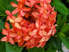 -广州市流溪河国家森林公园