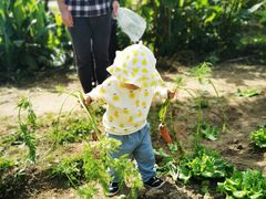 -前小桔亲子创意农场·草莓采摘·露营烧烤