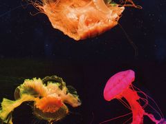 -西安曲江海洋极地公园