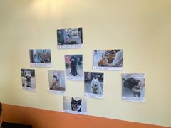 -喜柴咖啡·柴犬狗咖