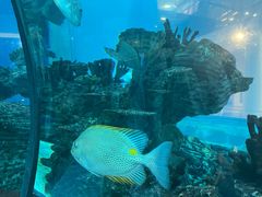 -顺德南宏海立方海洋公园