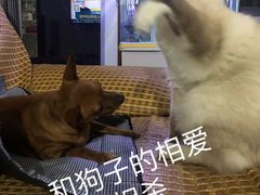 -翊宠yipet猫狗购宠庄园犬舍•猫舍
