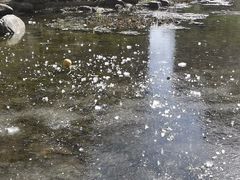 -新湖明珠城