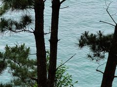 -阿水大杯茶(韩乐坊西街店)