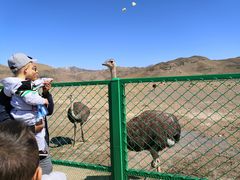 -新疆天山野生动物园