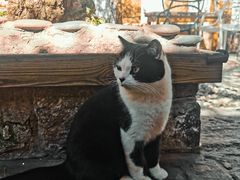 -喵屿·大理花园猫咖