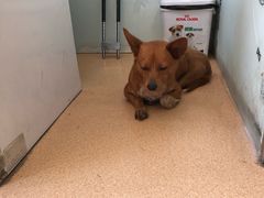 -瑞派·关忠动物医院·猫专科·犬专科(三环新城店)