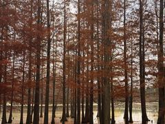 -白鹭湾湿地公园