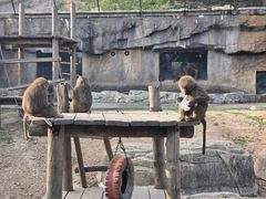 -大连森林动物园