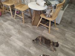 -楼上猫咖(罗湖店)