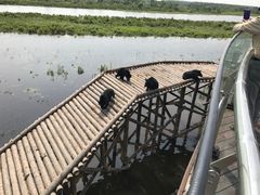 -黑瞎子岛探秘野熊园