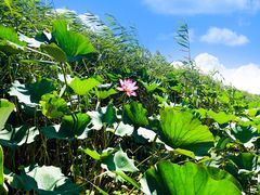 -白洋淀景区