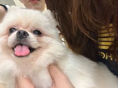 -共舞时光猫咖·狗咖(新街口店)