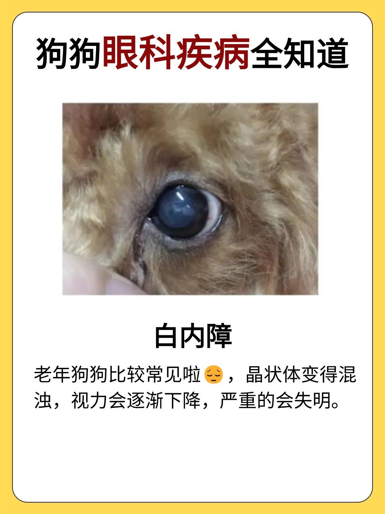 狗狗眼科疾病全知道