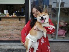 -柴犬高等学院·狗咖·柴犬售卖·宠物训练