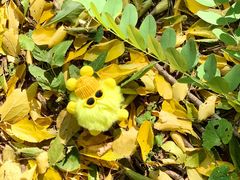 -国家植物园南园