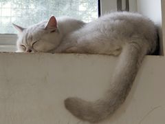 -李小姐の猫咖啡馆(五角场店)
