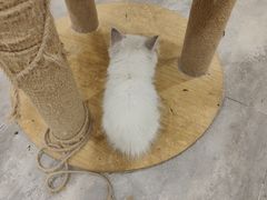 -楼上猫咖(罗湖店)