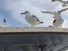-海驴岛(荣成市)