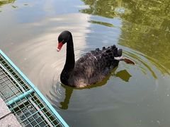 -大鹅岛绿色生态美食园