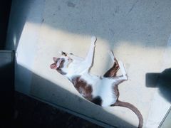 -猫色咖啡·猫咖