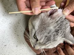 -瑞鹏宠物医院·夜间急症·心超·猫科(祖庙分店)