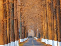 -黄海国家森林公园