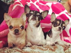 -爸爸糖吐司面包(南京奥体店)